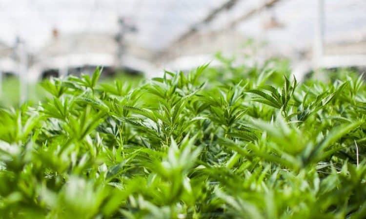 CannaCraft’s Care By Design Hemp to Participate in Industry Leading Study on CBD Safety