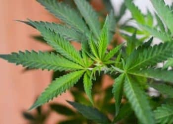 Lawmakers Prepare for Historic House Floor Vote on MORE (Marijuana Opportunity, Reinvestment, and Expungement) Act
