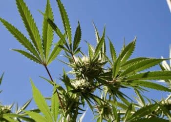 NORML Praises Pennsylvania Governor’s Call to Legalize Adult-Use [Cannabis] Market, Restore Justice to Those with Past Convictions