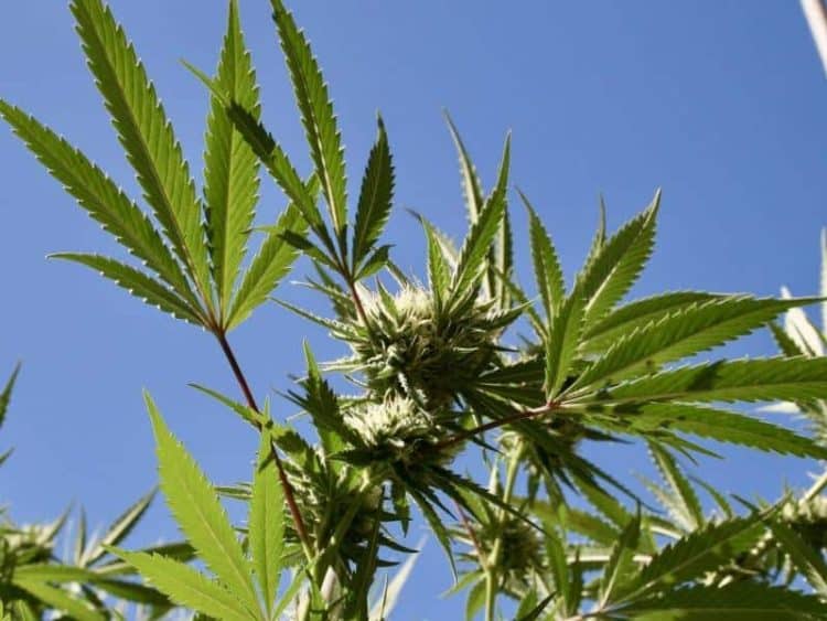 NORML Praises Pennsylvania Governor’s Call to Legalize Adult-Use [Cannabis] Market, Restore Justice to Those with Past Convictions