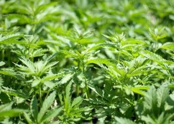 Vanguard Scientific and REM Technologies Partner to Deliver Novel Remediation Solution for Extractors