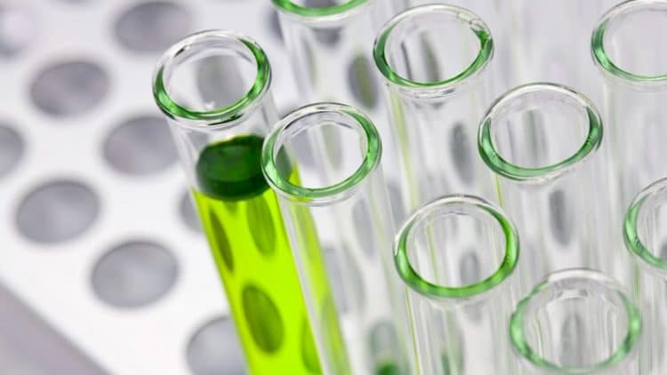 cannabinoid bioavailability