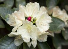 Rhododendron anthopogonoides
