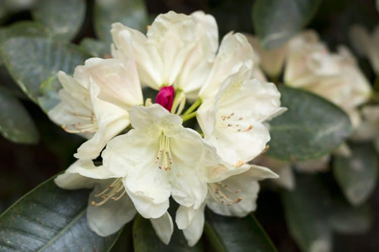 Rhododendron anthopogonoides