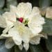 Rhododendron anthopogonoides