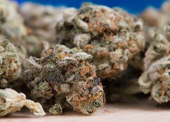 Vermont Becomes Eleventh State to Legalize Adult-Use Marijuana Sales