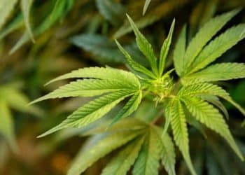 New Jersey Voters Approve [Cannabis] Legalization Question