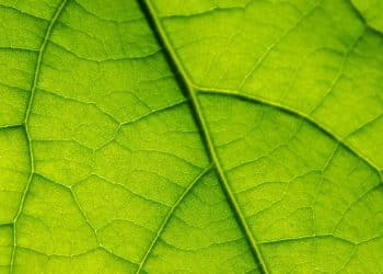 Chlorophyll Cleanup Method for Botanicals