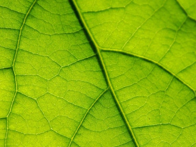 Chlorophyll Cleanup Method for Botanicals