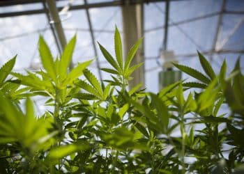 [Cannabis] Legalization Passes in Montana