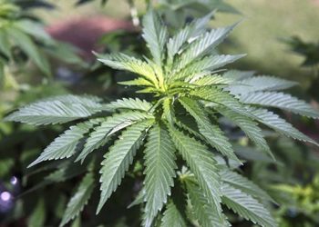 ARIZONA VOTERS APPROVE [CANNABIS] LEGALIZATION