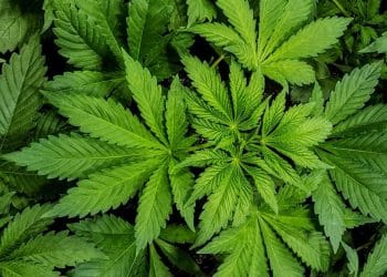 South Dakotans Overwhelmingly Approve Medical [Cannabis]