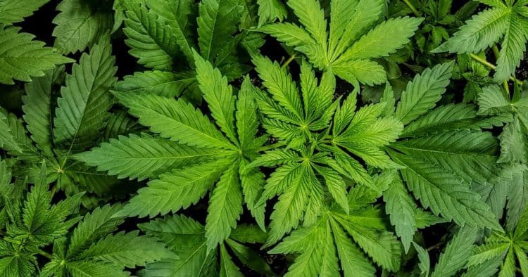 South Dakotans Overwhelmingly Approve Medical [Cannabis]