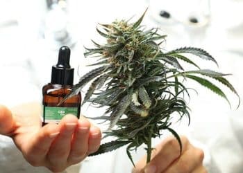 Clinical Trial: Plant-Derived Cannabis Oil Effective for Patients with Fibromyalgia