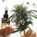 Clinical Trial: Plant-Derived Cannabis Oil Effective for Patients with Fibromyalgia