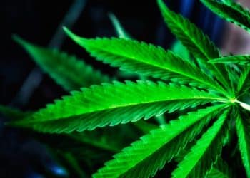 Mississippi Approves Medical [Cannabis] Initiative