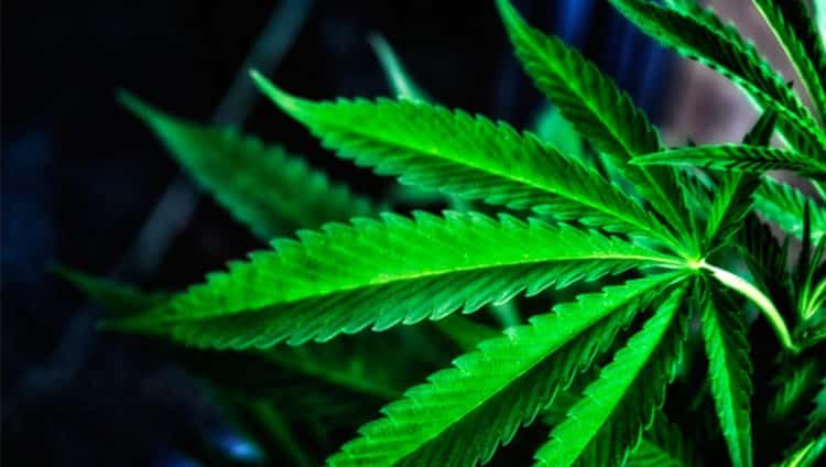 Mississippi Approves Medical [Cannabis] Initiative