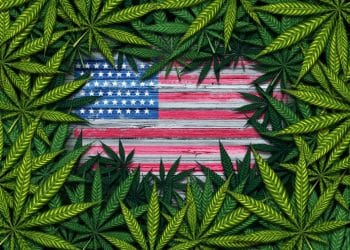 Cannabis Policy Reform Wins Big on Election Night as Five States Approve Ballot Initiatives