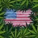 Cannabis Policy Reform Wins Big on Election Night as Five States Approve Ballot Initiatives