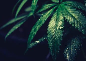 South Dakota Voters Green-Light Legalization and Medical Access