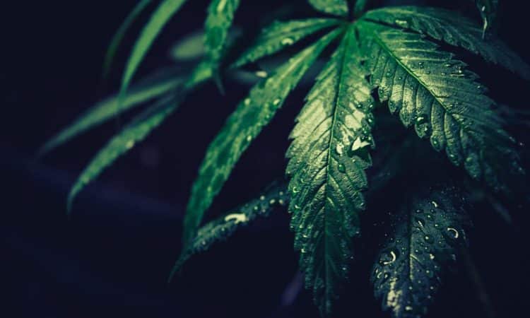 South Dakota Voters Green-Light Legalization and Medical Access