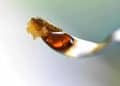 Liquid Live Resin: What You Need to Know