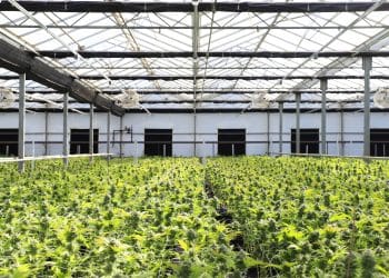 Decarboxylation of Biomass Prior to Extraction