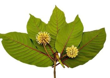 Extraction Techniques for Kratom