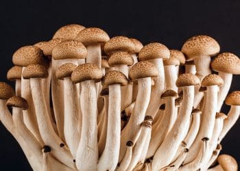 Methods to Extract Psilocin From Mushrooms