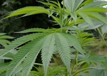 DEA Rule Threatens CBD Extraction & Manufacturing