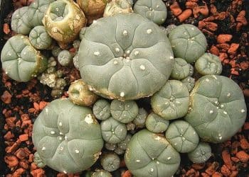 The Peyote Extract That Conquered Bacterial Monsters