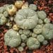 The Peyote Extract That Conquered Bacterial Monsters