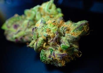 World’s Top Cannabis Extraction Conference: Concentration 2021