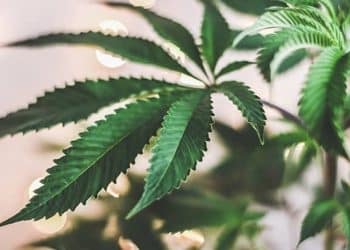 New Jersey: Lawmakers Approve Measures Implementing Adult-Use [Cannabis] Legalization