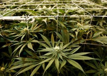 Governor Cuomo Announces [Cannabis] Legalization Effort in 2021