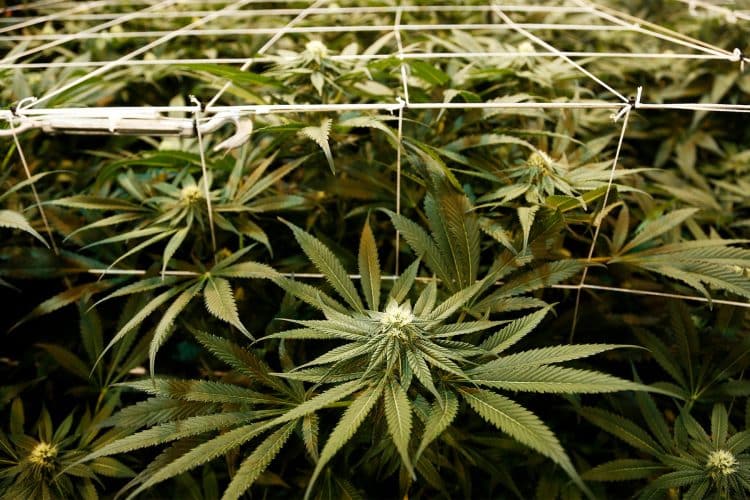 Governor Cuomo Announces [Cannabis] Legalization Effort in 2021