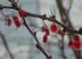 Berberine Extraction