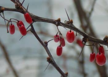 Berberine Extraction
