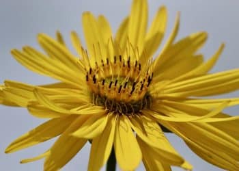 Extraction Methods for Polysaccharides from Cup Plant