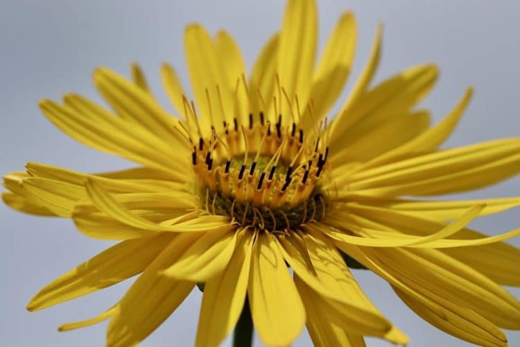 Extraction Methods for Polysaccharides from Cup Plant