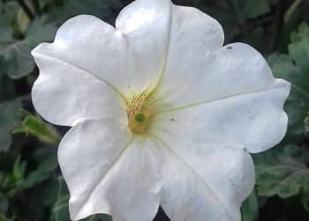 LSD-like Alkaloids in Morning Glory & Beach Moonflower Seeds