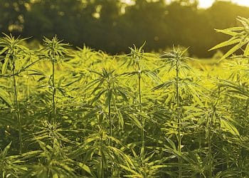STATEMENT BY THE U.S. HEMP ROUNDTABLE ON THE MARKETING OF HEMP PRODUCTS
