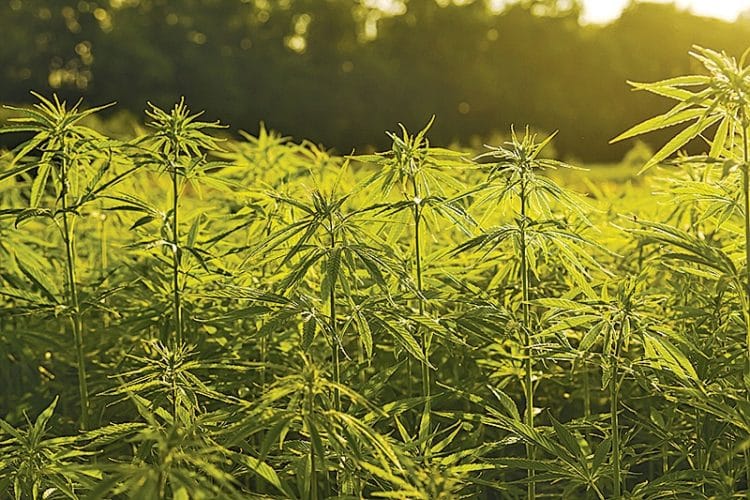 STATEMENT BY THE U.S. HEMP ROUNDTABLE ON THE MARKETING OF HEMP PRODUCTS