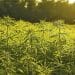 STATEMENT BY THE U.S. HEMP ROUNDTABLE ON THE MARKETING OF HEMP PRODUCTS