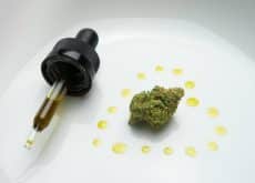 Plant Varieties and Preparation Methods Impact Phytocannabinoids in Cannabis Oils