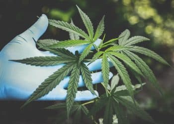Solvent Impacts Biological Activity of Cannabis
