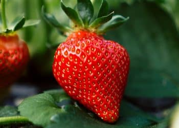 CBD Maintains the Quality and Shelf Life of Strawberries
