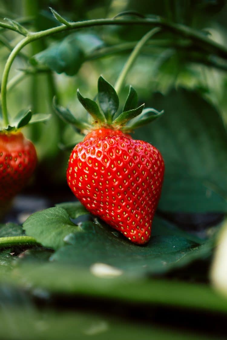 CBD Maintains the Quality and Shelf Life of Strawberries