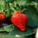 CBD Maintains the Quality and Shelf Life of Strawberries