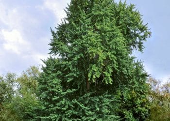 Ginkgo biloba Polysaccharide Extraction